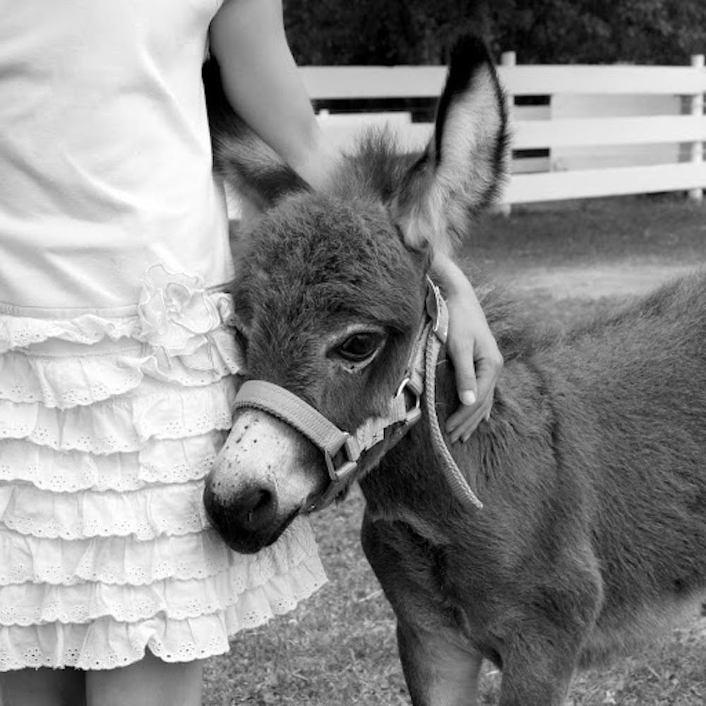 baby-donkey-lede.jpg