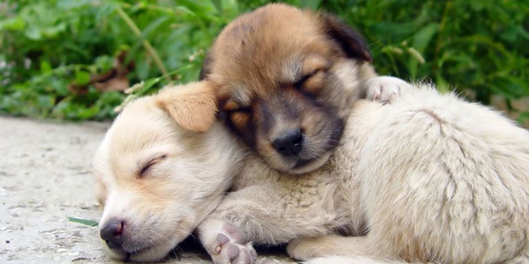 landscape-1498079619-puppies-cuddling.jpg