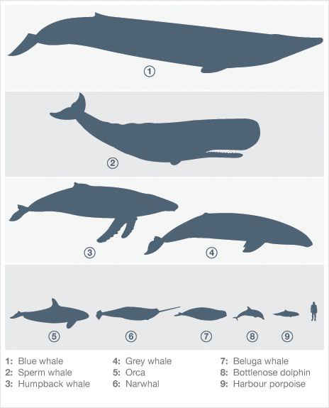 66f15c031273f66e69ff6b54500899e5--whale-art-blue-whale.jpg