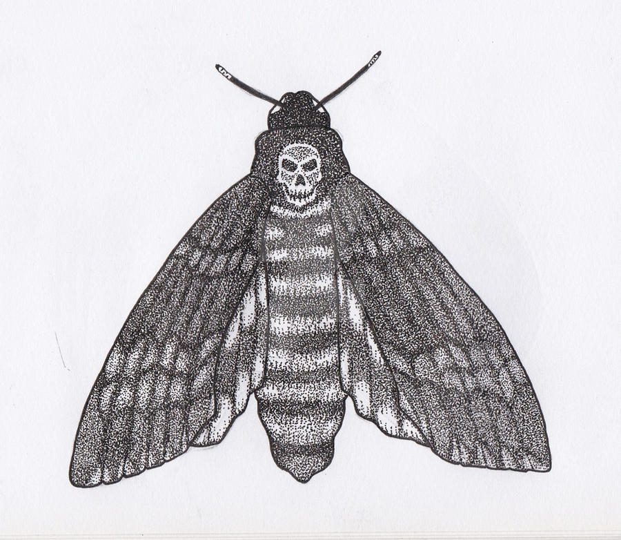 death_s_head_hawkmoth_pen_and_ink_closed_wings_by_jesseallshouse-dco32qi.jpg