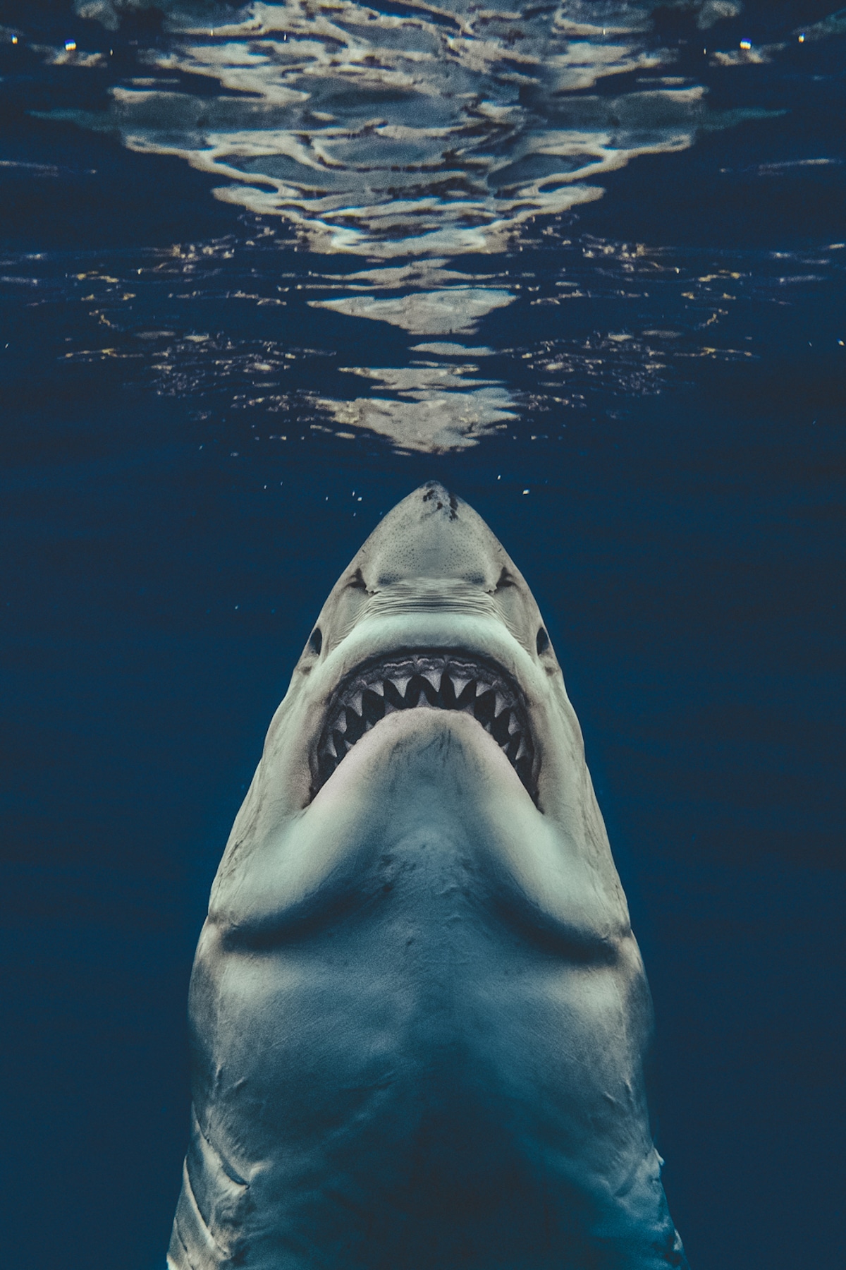 Euanart-Jaws-Shark-Photo-5.jpg
