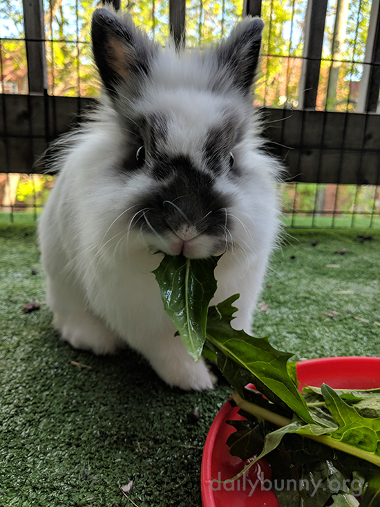 Bunny+Will+Take+His+Meal+Al+Fresco%2C+Please.jpg