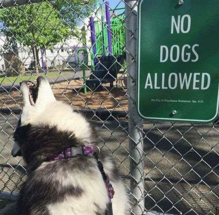 no-dogs-allowed7056.jpg