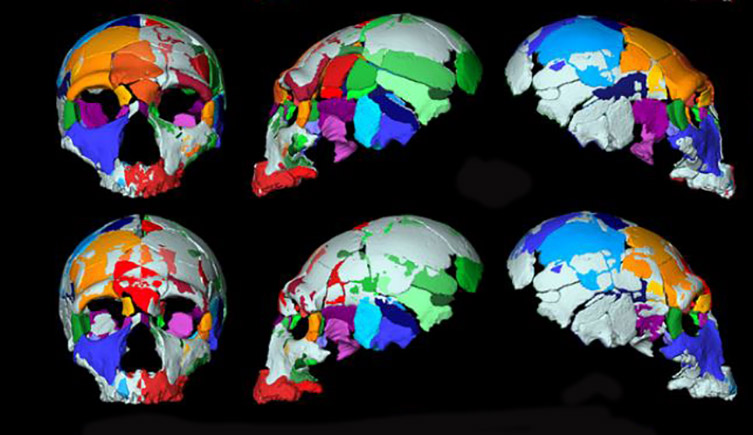 modern-humans-europe-skulls-colour-two-column.jpg