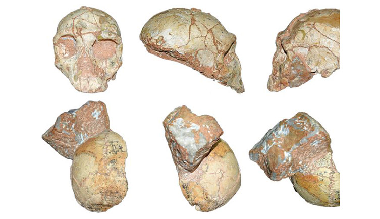 modern-humans-europe-skulls-two-column.jpg